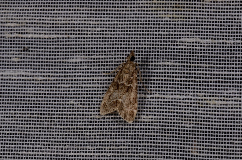 Chasse Aux Papillons - Mautré - 19-08-2012 - Eudonia mercurella (62).JPG