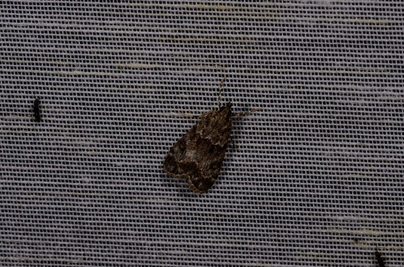 Chasse Aux Papillons - Mautré - 19-08-2012 - Eudonia mercurella (67).JPG