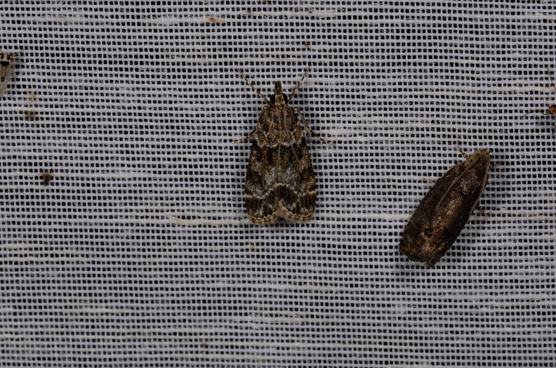 Chasse Aux Papillons - Mautré - 19-08-2012 - Eudonia mercurella (126).JPG