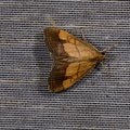 Evergestis limbata