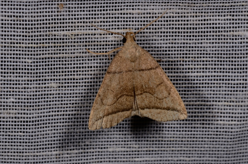 Chasse Aux Papillons - Mautré - 19-08-2012 - Herminia grisealis (108).JPG