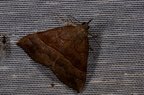 Hypena proboscidalis