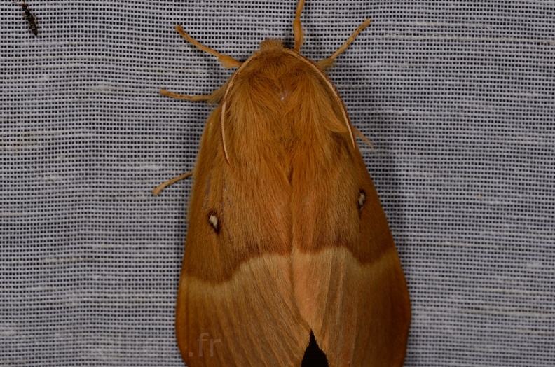 Chasse Aux Papillons - Mautré - 19-08-2012 - Lasiocampa quercus (39).JPG