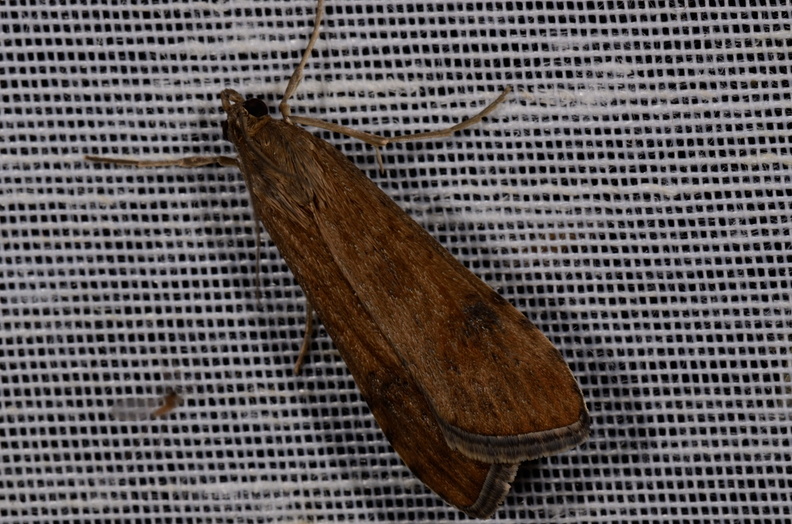 Chasse Aux Papillons - Mautré - 19-08-2012 - Nomophila noctuella (53).JPG