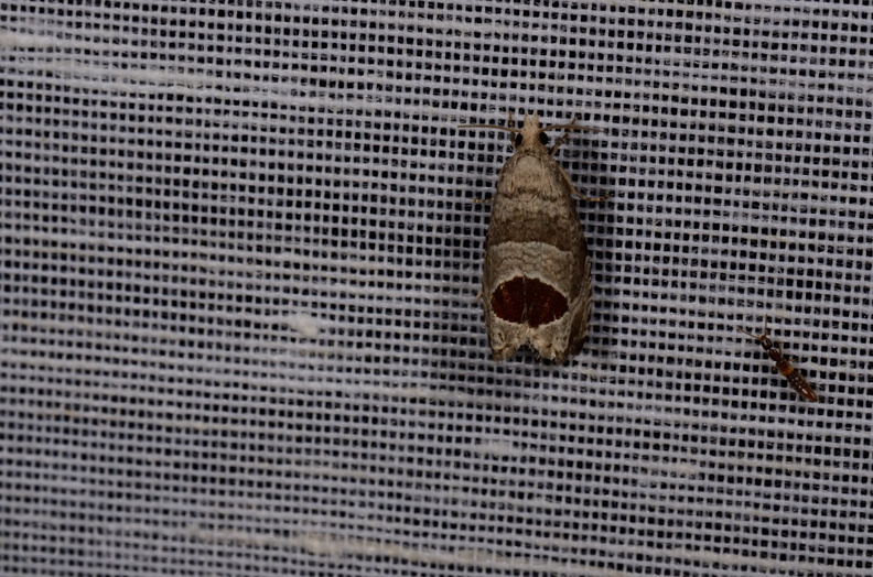 Notocelia uddmanniana