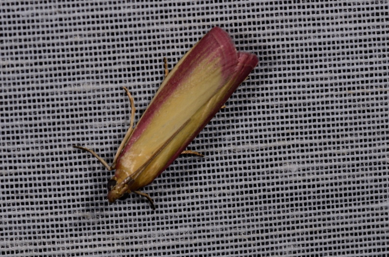 Chasse Aux Papillons - Mautré - 19-08-2012 - Oncocera semirubella (44).JPG