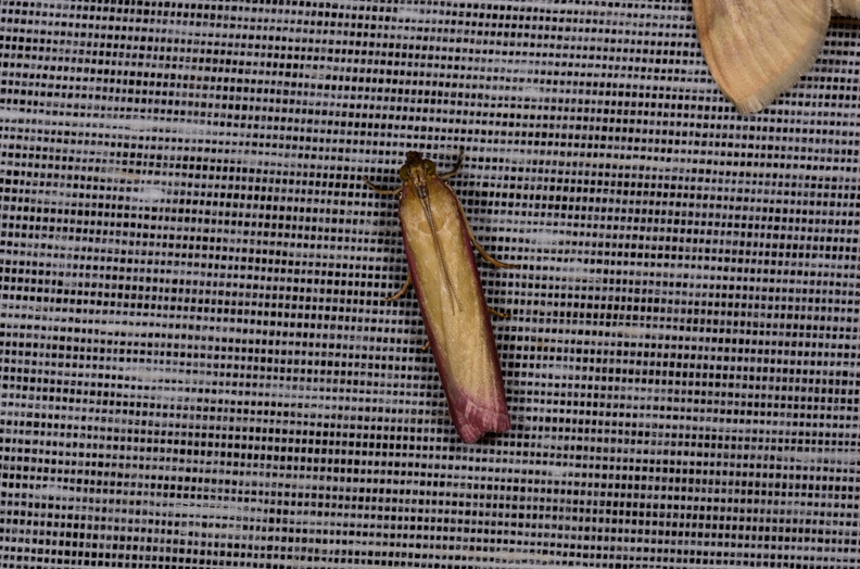 Chasse Aux Papillons - Mautré - 19-08-2012 - Oncocera semirubella (103).JPG