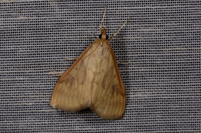 Ostrinia nubilalis