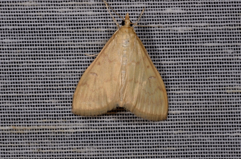 Chasse Aux Papillons - Mautré - 19-08-2012 - Ostrinia nubilalis (21).JPG
