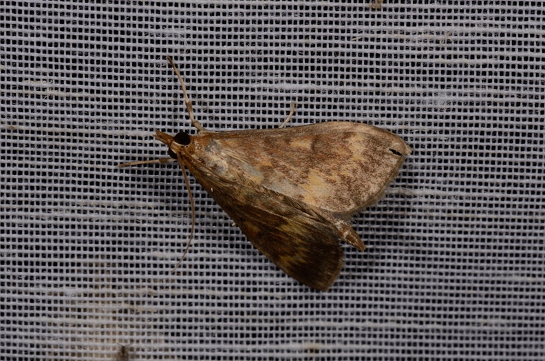 Chasse Aux Papillons - Mautré - 19-08-2012 - Ostrinia nubilalis (70).JPG