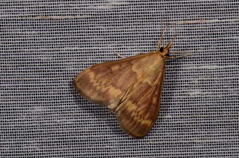 Chasse Aux Papillons - Mautré - 19-08-2012 - Ostrinia nubilalis (22).JPG