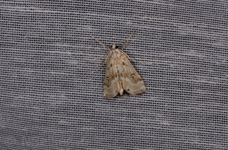 Chasse Aux Papillons - Mautré - 19-08-2012 - Parapoynx stratiotata (74).JPG