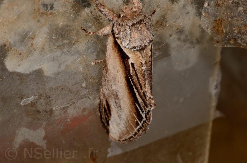 Chasse Aux Papillons - Mautré - 19-08-2012 - Pheosia tremula (77).JPG