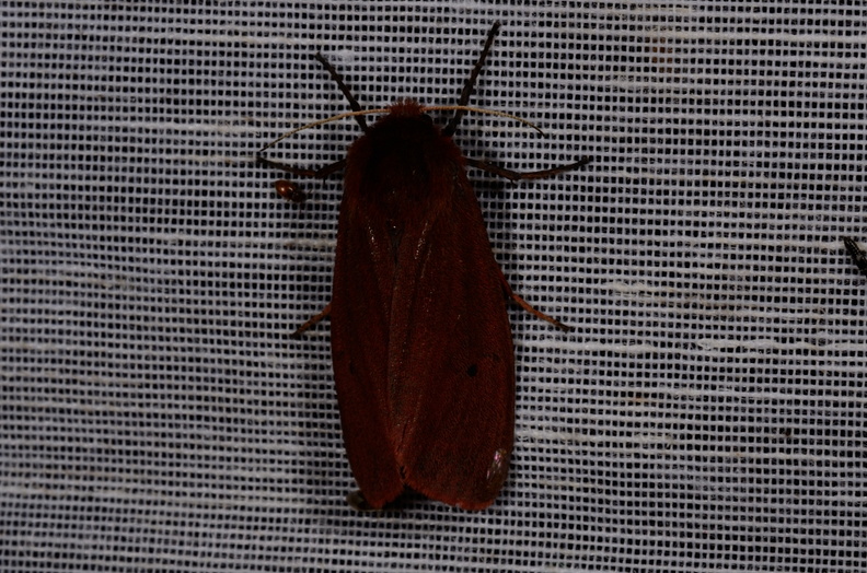 Chasse Aux Papillons - Mautré - 19-08-2012 - Phragmatobia fuliginosa (13).JPG