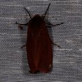Phragmatobia fuliginosa