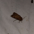 Agrotis exclamationis