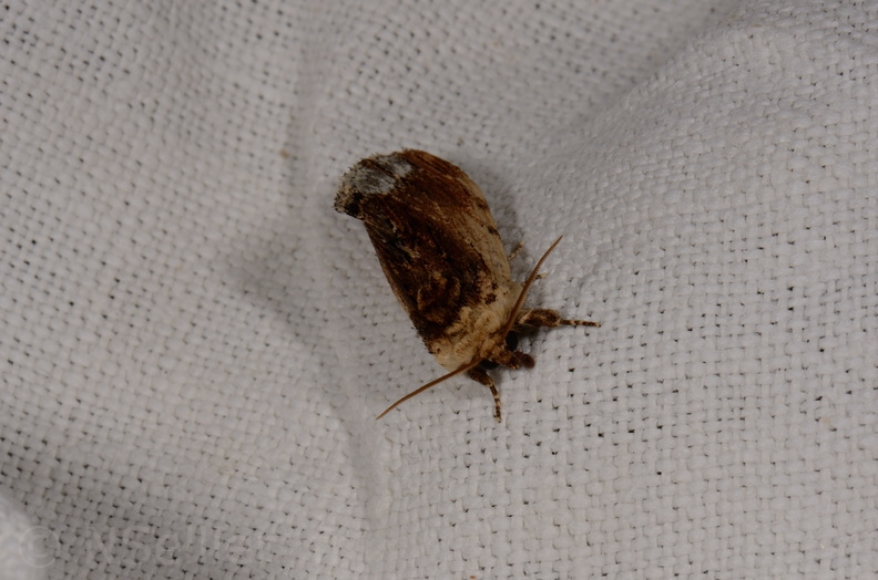 Chasse Aux Papillons - Mautré - 19-08-2012 - Ptilodon cucullina (69).JPG