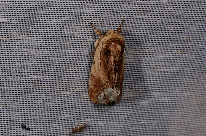 Chasse Aux Papillons - Mautré - 19-08-2012 - Ptilodon cucullina (99).JPG