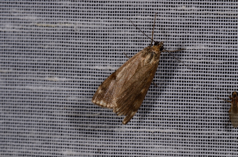 Chasse Aux Papillons - Mautré - 19-08-2012 - Pyrausta despicata (129).JPG