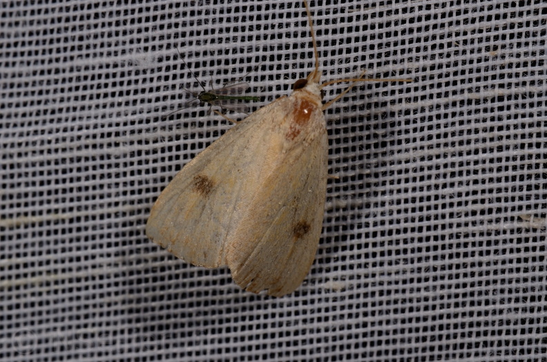 Chasse Aux Papillons - Mautré - 19-08-2012 - Rivula sericealis (120).JPG