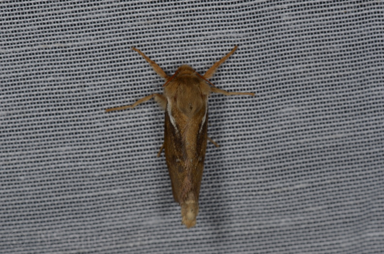 Chasse Aux Papillons - Marais d Yves - 13-04-2013 - Korscheltellus lupulinus (1).JPG