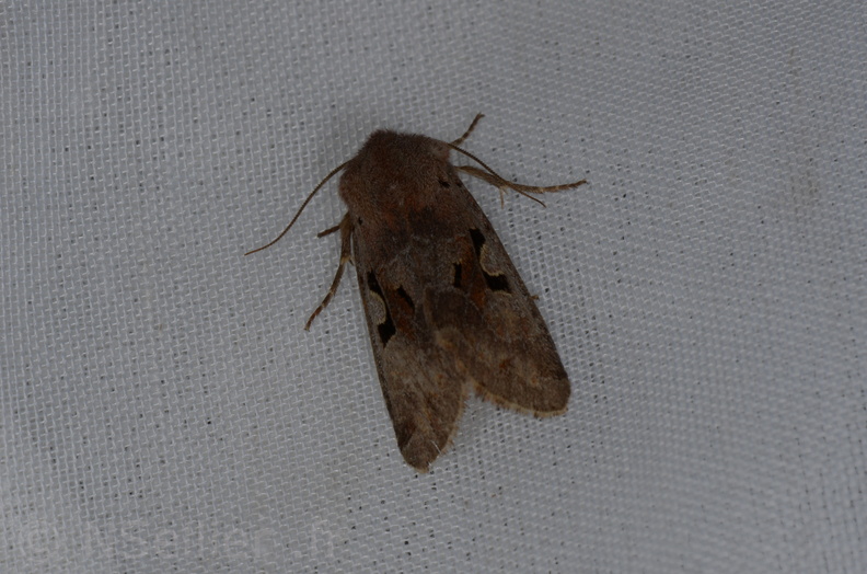 Chasse Aux Papillons - Marais d Yves - 13-04-2013 - Orthosia gothica (2).JPG