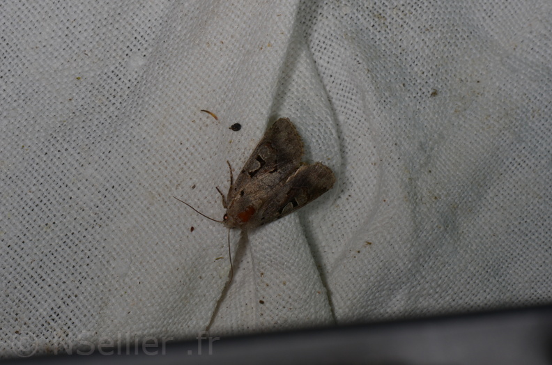 Chasse Aux Papillons - Marais d Yves - 13-04-2013 - Orthosia gothica (6).JPG