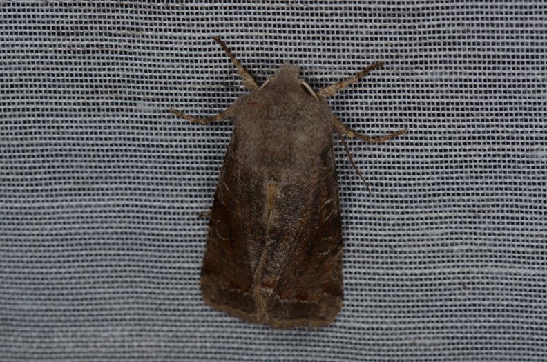 Chasse Aux Papillons - Marais d Yves - 13-04-2013 - Orthosia incerta (7).JPG