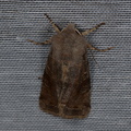 Orthosia incerta