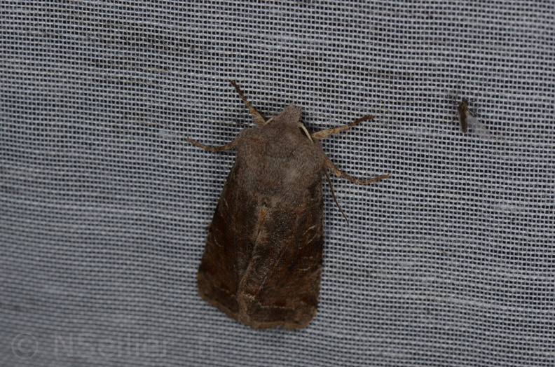 Chasse Aux Papillons - Marais d Yves - 13-04-2013 - Orthosia incerta (11).JPG