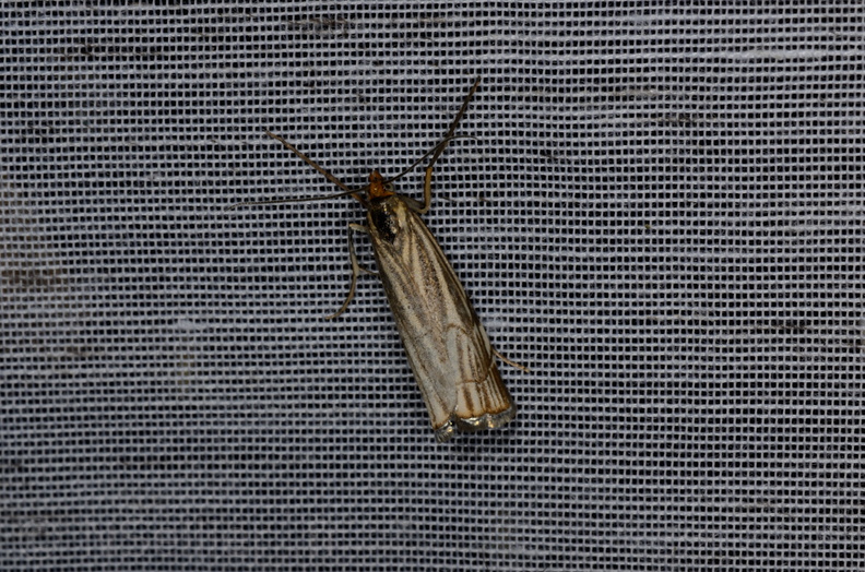 Chrysocramboides craterellus