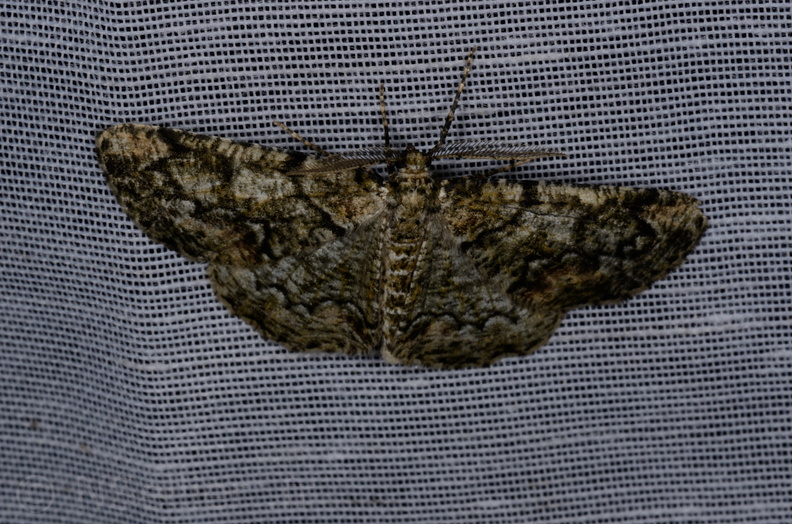 Chasse Aux Papillons - Marais d Yves - 05-05-2013 - Cleorodes lichenaria (7).JPG