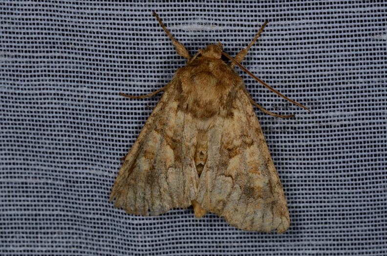 Chasse Aux Papillons - Marais d Yves - 05-05-2013 - Conisania luteago (30).JPG