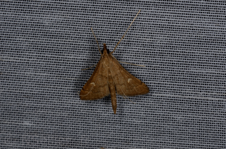 Chasse Aux Papillons - Marais d Yves - 05-05-2013 - Dolicharthria punctalis (9).JPG