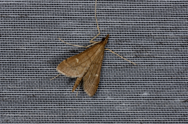 Chasse Aux Papillons - Marais d Yves - 05-05-2013 - Dolicharthria punctalis (32).JPG