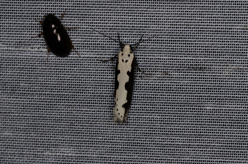 Chasse Aux Papillons - Marais d Yves - 05-05-2013 - Ethmia bipunctella (33).JPG