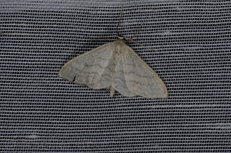 Chasse Aux Papillons - Marais d Yves - 05-05-2013 - Idaea subsericeata (51).JPG