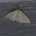 Idaea subsericeata