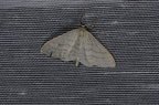 Idaea subsericeata