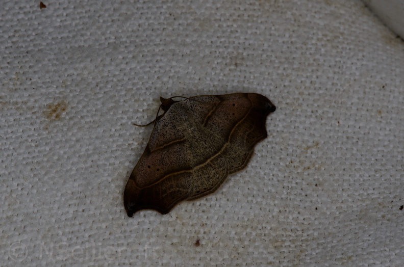 Chasse Aux Papillons - Marais d Yves - 05-05-2013 - Laspeyria flexula (13).JPG