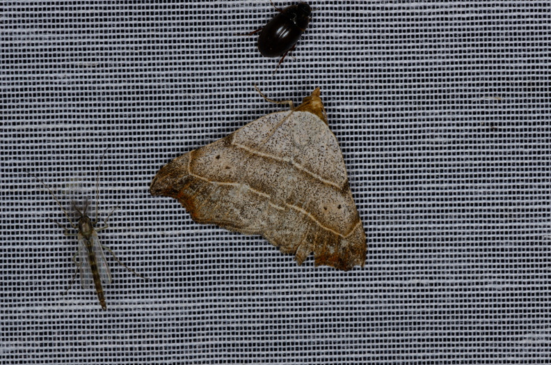 Chasse Aux Papillons - Marais d Yves - 05-05-2013 - Laspeyria flexula (35).JPG