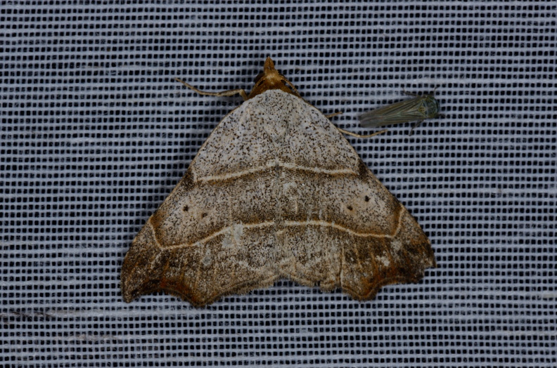 Chasse Aux Papillons - Marais d Yves - 05-05-2013 - Laspeyria flexula (63).JPG