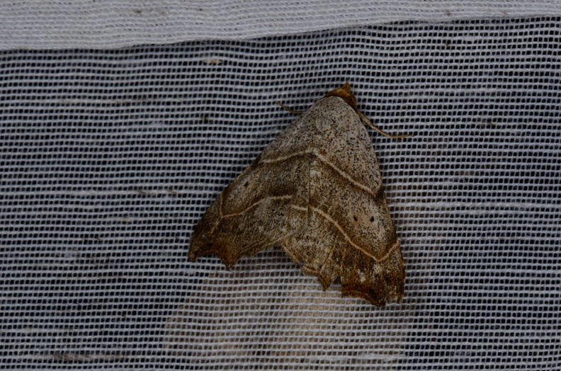 Chasse Aux Papillons - Marais d Yves - 05-05-2013 - Laspeyria flexula (61).JPG