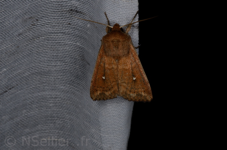 Chasse Aux Papillons - Marais d Yves - 05-05-2013 - Mythimna albipuncta (12).JPG