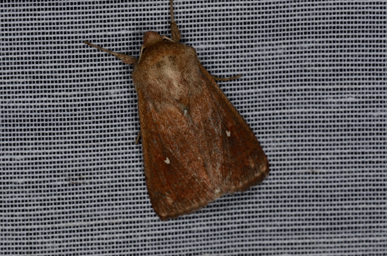 Chasse Aux Papillons - Marais d Yves - 05-05-2013 - Mythimna albipuncta (57).JPG