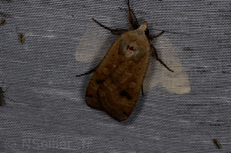 Chasse Aux Papillons - Marais d Yves - 05-05-2013 - Noctua pronuba (42).JPG