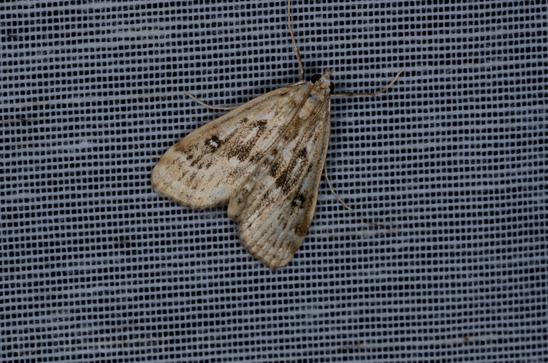 Chasse Aux Papillons - Marais d Yves - 05-05-2013 - Parapoynx stratiotata (10).JPG
