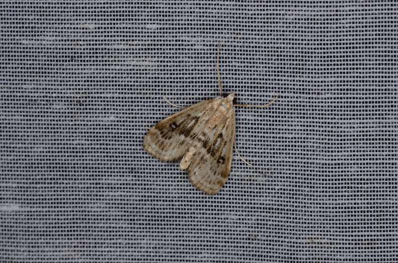 Chasse Aux Papillons - Marais d Yves - 05-05-2013 - Parapoynx stratiotata (45).JPG