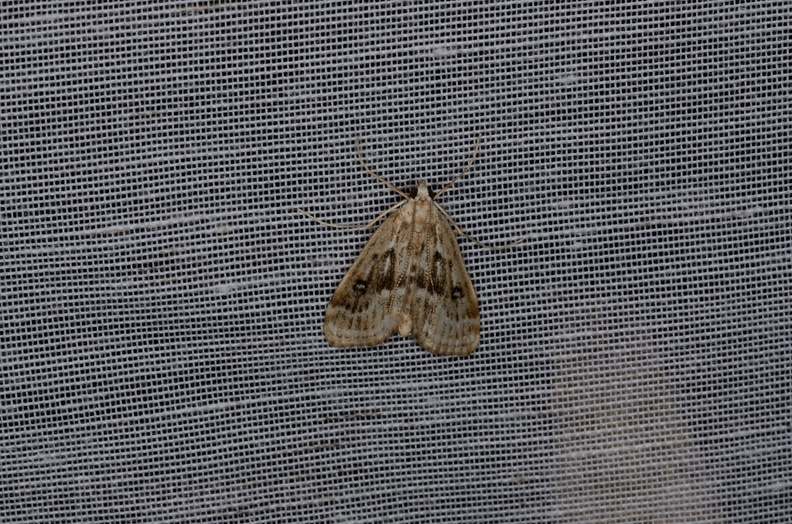 Chasse Aux Papillons - Marais d Yves - 05-05-2013 - Parapoynx stratiotata (48).JPG