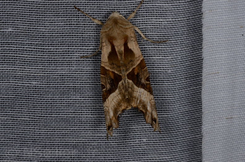 Chasse Aux Papillons - Marais d Yves - 05-05-2013 - Phlogophora meticulosa (19).JPG